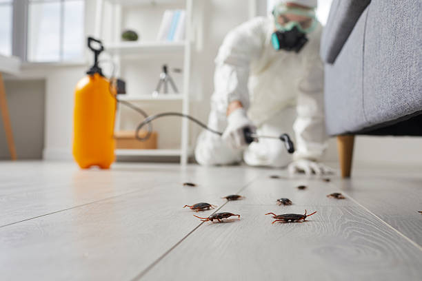 Post-Treatment Bed Bug Interceptor Monitoring in Mount Carmel